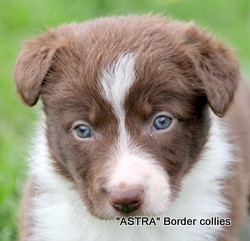 Red and white, Female, medium coated, border collie puppy